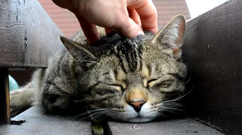 Happy sleepy cat Stock Footage 37824310