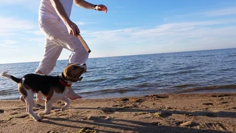 Happy small beagle run on beach with man, jump up, slow motion shot Video stock 79371637