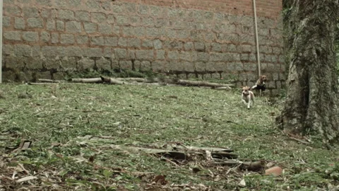 Happy small dog running in backyard over fall leaves Stock Footage 209300975