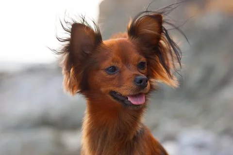 Happy Small Dog with Wind-Blown Fur Fotos Stock