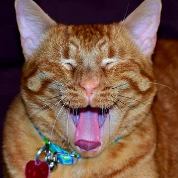 Happy Smiling Cat Stock Photos