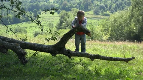 Happy smiling child climbed up in the tree. Boy balancing the  branch  Stock Footage 46211806
