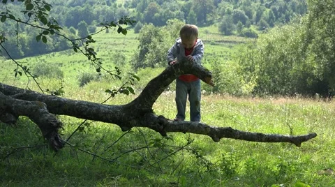 Happy smiling child climbed up in the tree. Boy balancing the  branch 4k Stock Footage 46211978