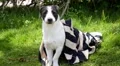 Happy Smiling Cute Puppy Dog Outside in Green Grass. HD Footage