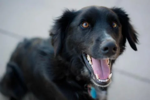 Happy Smiling Dog Stock Photos