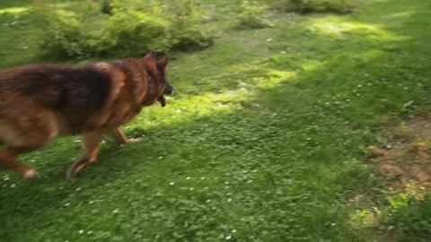 Happy smiling ginger lady taking free time with her big dog. Woman relaxing at Stock-Footage 142512260