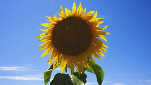 Happy smiling sunflower Video stock 247074700