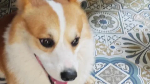 Happy smiling Welsh Corgi dog looking up. Stock Footage 340201818