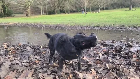 Happy spaniel ejnoying a muddy paddle Stock Footage 265802034