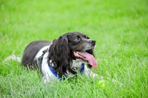 Happy spaniel Stock Photos