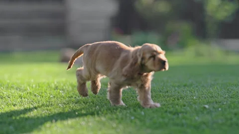 Happy spaniel puppies playing in backyard garden, pure joy and innocence, 4K Stock Footage 326820864