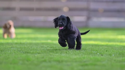 Happy spaniel puppies playing in backyard on sunny day, 4K slow motion Stock Footage 334447142