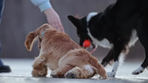 Happy spaniel running on ice, playful and energetic, slipping slightly in a fun Stock Footage 304620115