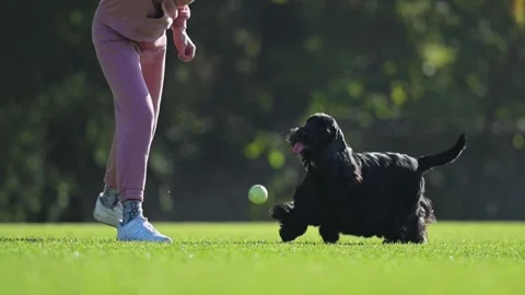 Happy Spaniel runs and plays with owner in the sun, showcasing joy and vibrant Stock Footage 298245083