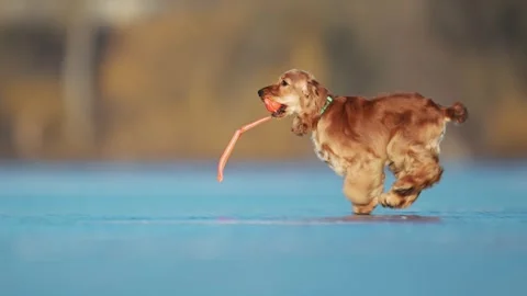 Happy Spaniel runs on a frozen surface, wagging its tail and leaping with Stock Footage 307625693