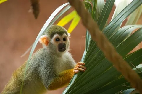 Happy spider monkey holding leaf Stock Photos