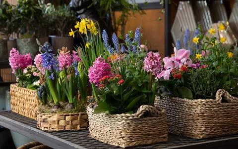 Happy spring mood baskets of bright flowering plants such as hyacinths Stock Photos