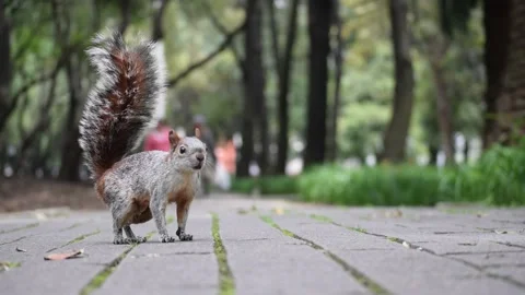 Happy Squirrel in a Park slow motion Stock Footage 229900094