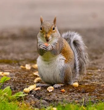 A Happy Squirrel Stock Photos
