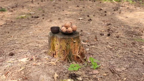 A happy squirrel takes a nut from a small plate on a stump. Stock Footage 154783571