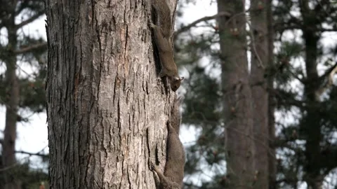 Happy squirrel youth climbs down a tree by a lake. Video stock 148676384