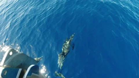 Happy striped dolphin jumping outside the sea Stock Footage 133157758
