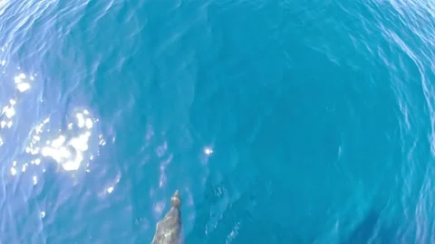 Happy striped dolphin jumping outside the sea Stock Footage 133158010