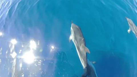 Happy striped dolphin jumping outside the sea Stock Footage 133158039