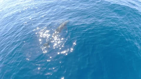 Happy striped dolphin jumping outside the sea Stock Footage 133158050
