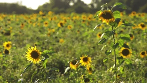 Happy sunflowers field Stock Footage 101990933