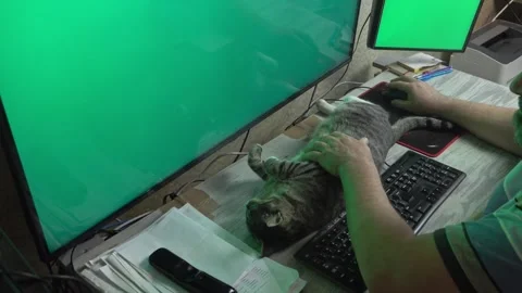 Happy Tabby Cat Resting in Front of Dual Computer Monitors Stock Footage 336542083