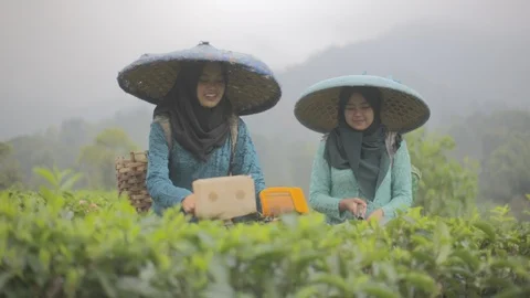 Happy Tea Farmer Stock Footage 123260592