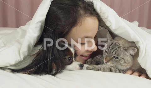 Happy teen girl communicates with dog Papillon and Thai cat in bed Stock Photos