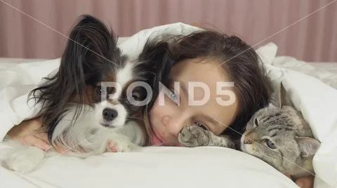 Happy teen girl communicates with dog Papillon and Thai cat in bed Stock Photos