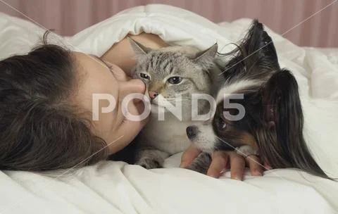 Happy teen girl communicates with dog Papillon and Thai cat in bed Stock Photos