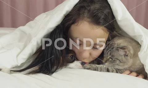 Happy teen girl communicates with dog Papillon and Thai cat in bed Stock Photos