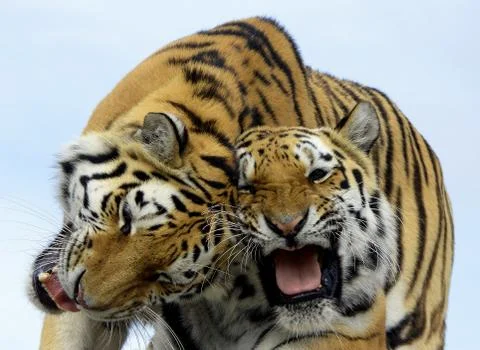 Happy Tigers Stock Photos