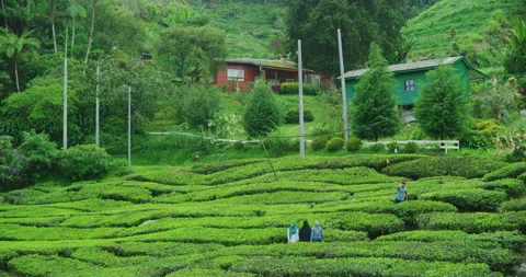 Happy Tourists Posing at The BOH Tea Plantation in Cameron Highlands, Malaysia Stock Footage 150775368