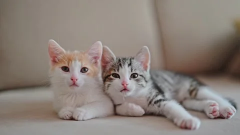 Happy two kittens sleep relax together. Stock Footage 244807884