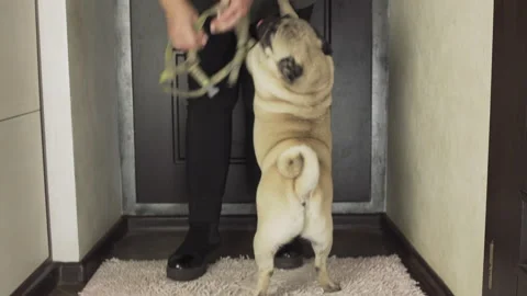 Happy, vigorous, hyperactive pug dog dressing with problem to go outside Video stock 96270879