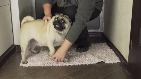 Happy, vigorous, hyperactive pug dog dressing with problem to go for a walk Stock Footage 96271078