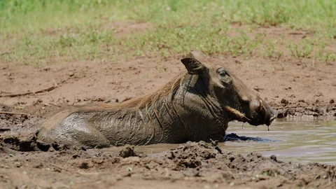 A happy warthog wallows in the mud before being startled by a large Bird of Prey 스톡 동영상 122047810