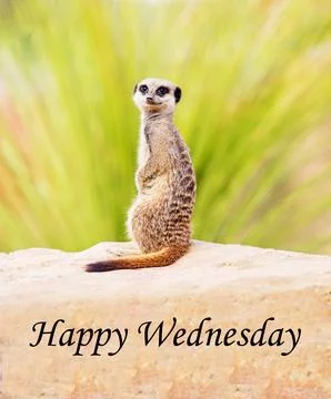Happy Wednesday Stock Photos