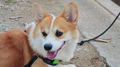 Happy Welsh Corgi dog looking away outdoors. Stock Footage 340202135
