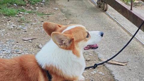 Happy Welsh Corgi dog smiling outdoors looking at camera. Stock Footage 340202093