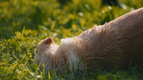 Happy white Beagle-Labrador mix dog playing in the park, falling on the grass Stock Footage 127119451