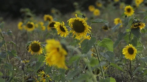 Happy wind waving sunflowers Stock Footage 101989056