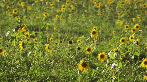 Happy wind waving sunflowers Stock Footage 101989414