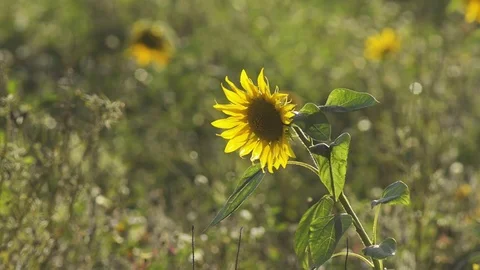Happy wind waving sunflowers Stock Footage 101989727