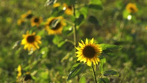 Happy wind waving sunflowers Stock Footage 101989967